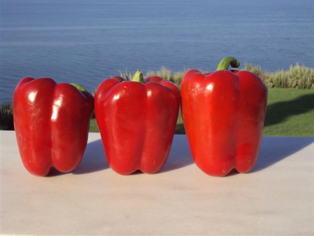 Lamuyo 3/4 type pepper 715-340 p1